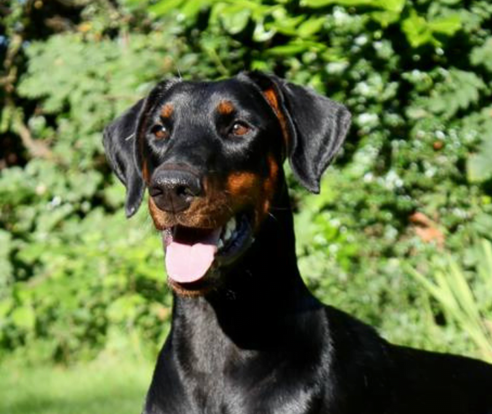 European doberman hot sale rescue