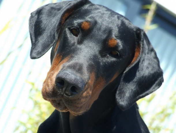 Breed Standards | The Dobermann Society of Great Britain