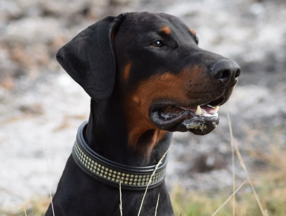 Doberman 2025 kennel club