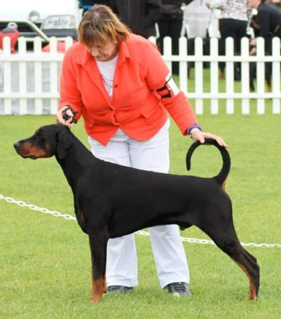 Show doberman best sale